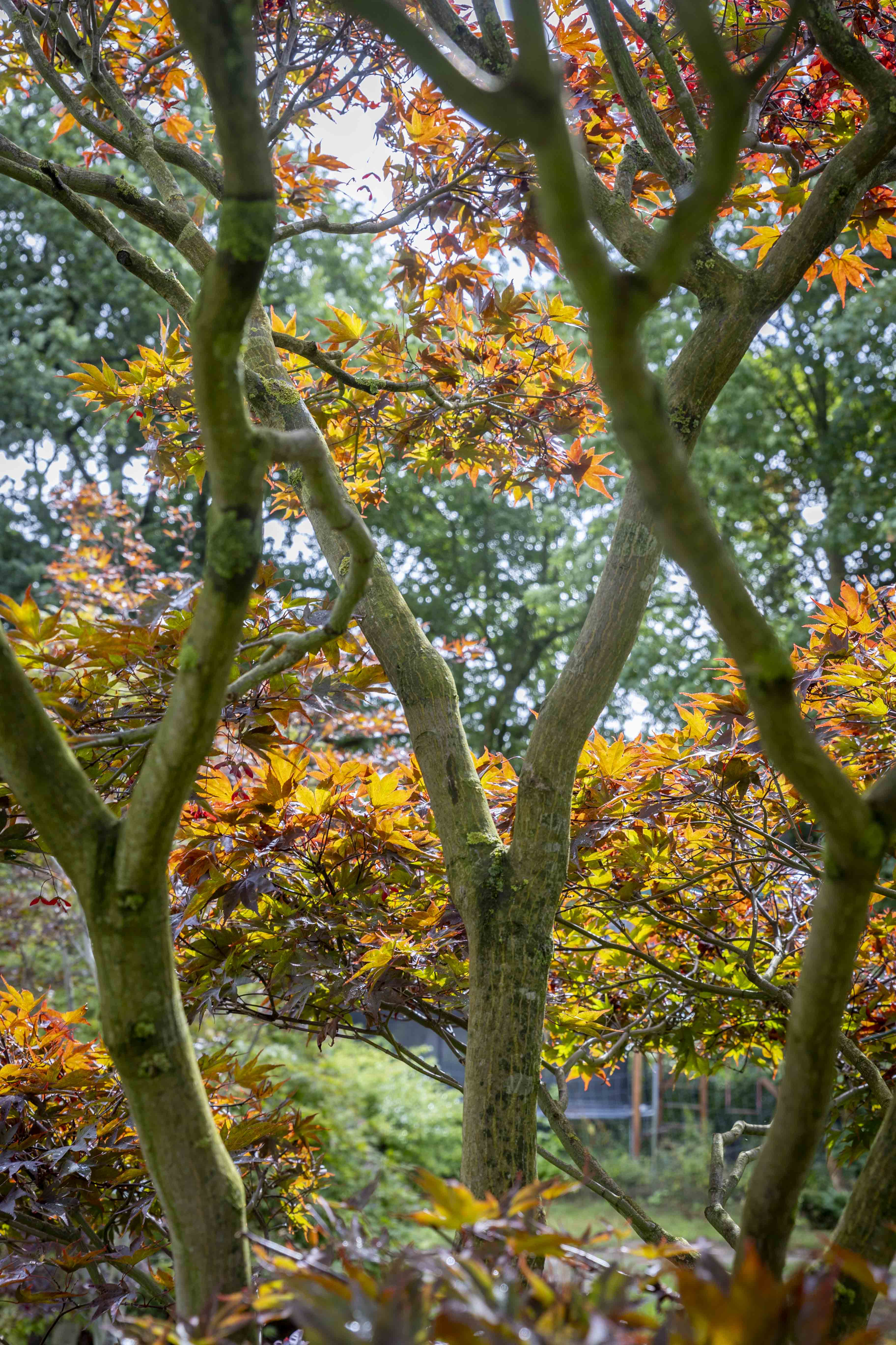 Acer palmatum 'Atropurpureum' Bonsai 